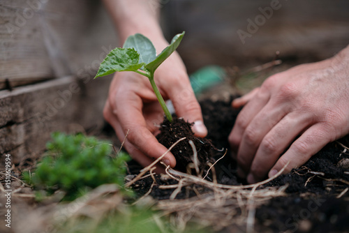 Two hands are shown planting a small green seedling with visible roots into the soil of a raised garden bed. The person is transplanting the plant.