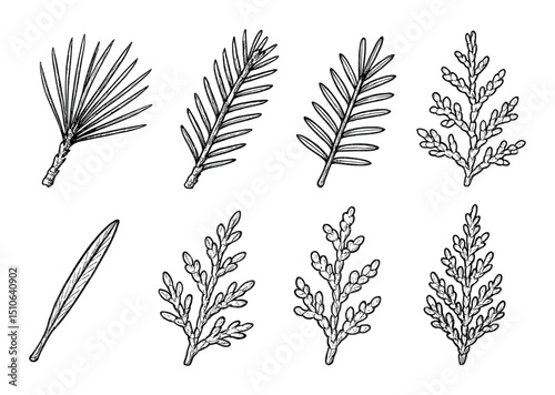 Conifer Leaf Icons