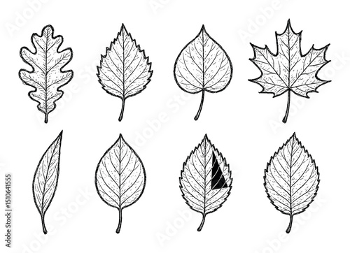 Leaf Sketch Icons