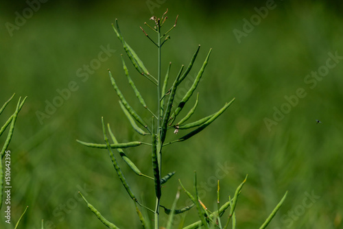 Close-Up of Green Plant Pods Rapeseed in a Lush Natural Setting