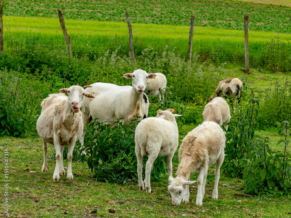 Obraz premium Junge Schafe grasen auf einer Weide