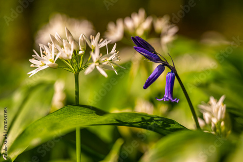 Ail des ours, Ail à larges feuilles (Allium ursinum)