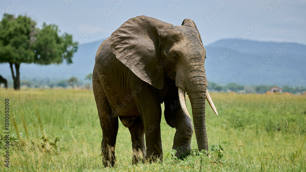 Obraz premium elephant