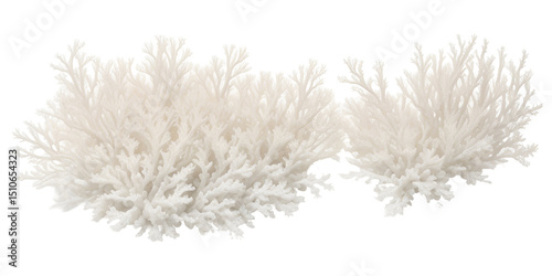 sea white Corals of dried isolated on transparent background