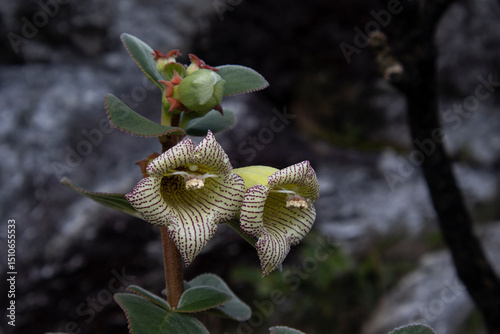 Variety of Cerrado Flower