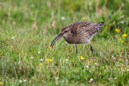 Courlis corlieu (Numenius phaeopus - Eurasian Whimbrel)