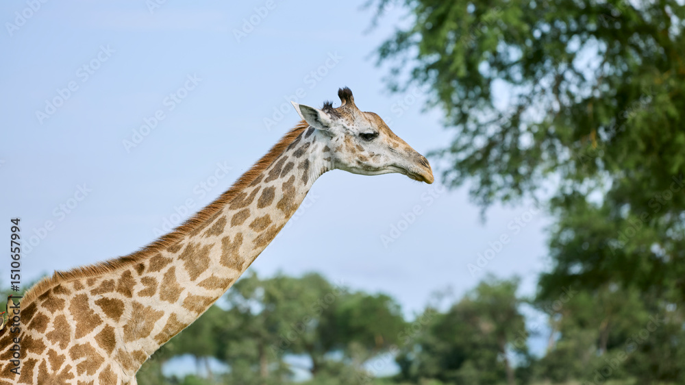Obraz premium giraffe