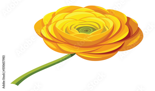 Single yellow ranunculus flower with stem on white
