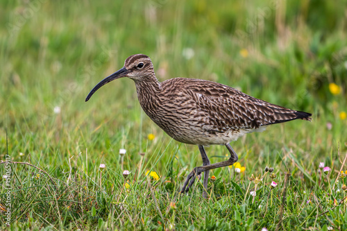 Courlis corlieu (Numenius phaeopus - Eurasian Whimbrel)
