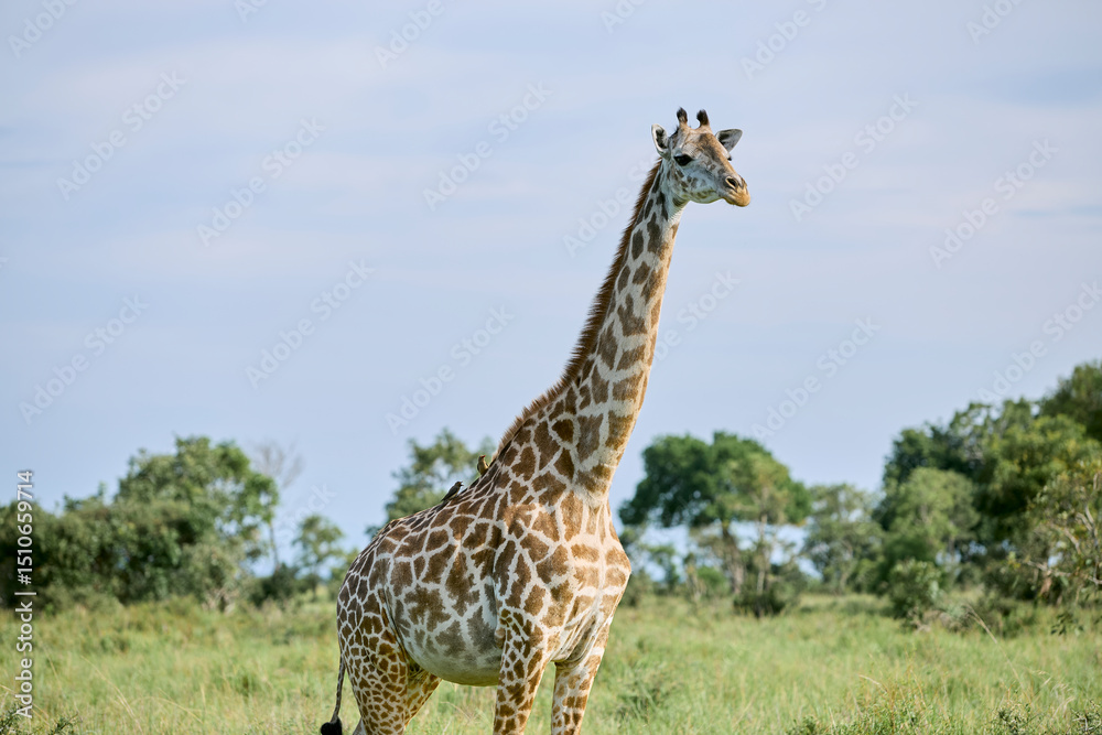 Obraz premium giraffe