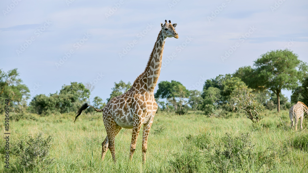 Obraz premium giraffe