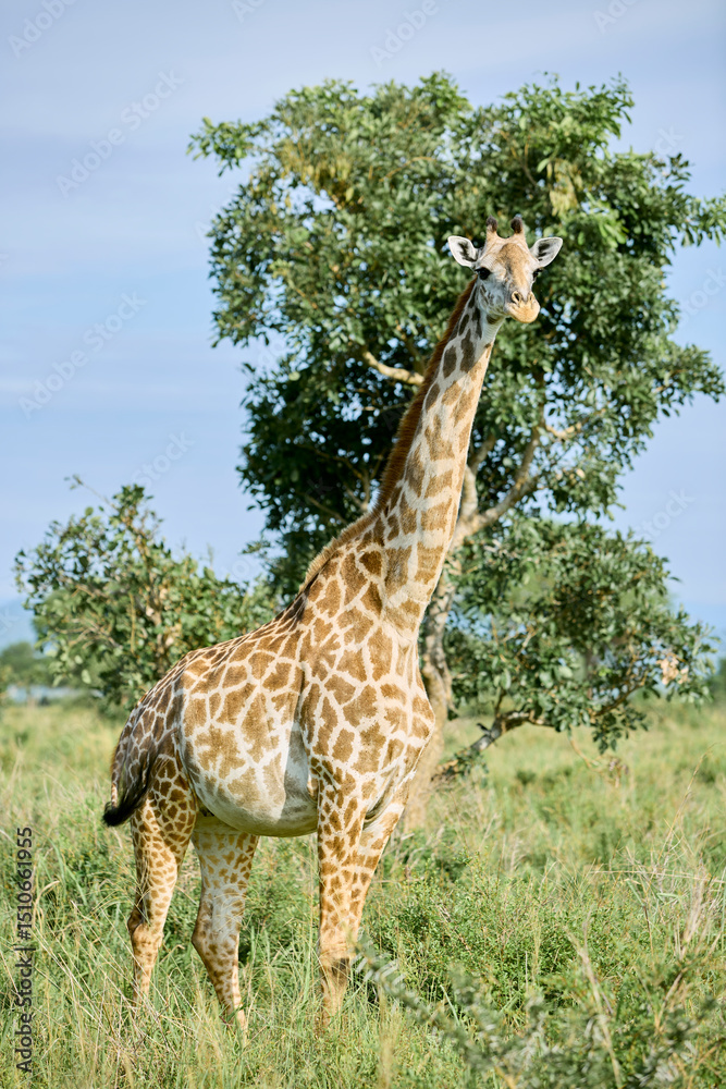 Obraz premium giraffe