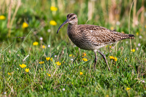 Courlis corlieu (Numenius phaeopus - Eurasian Whimbrel)