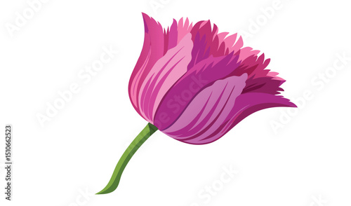 Single pink tulip flower illustration design