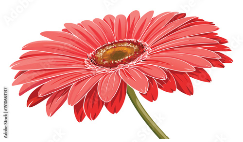 Single red gerbera daisy flower isolated on white