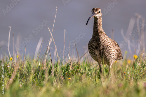 Courlis corlieu (Numenius phaeopus - Eurasian Whimbrel)