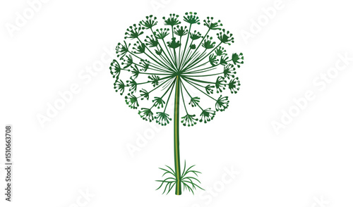 Green dill umbel flower illustration on white