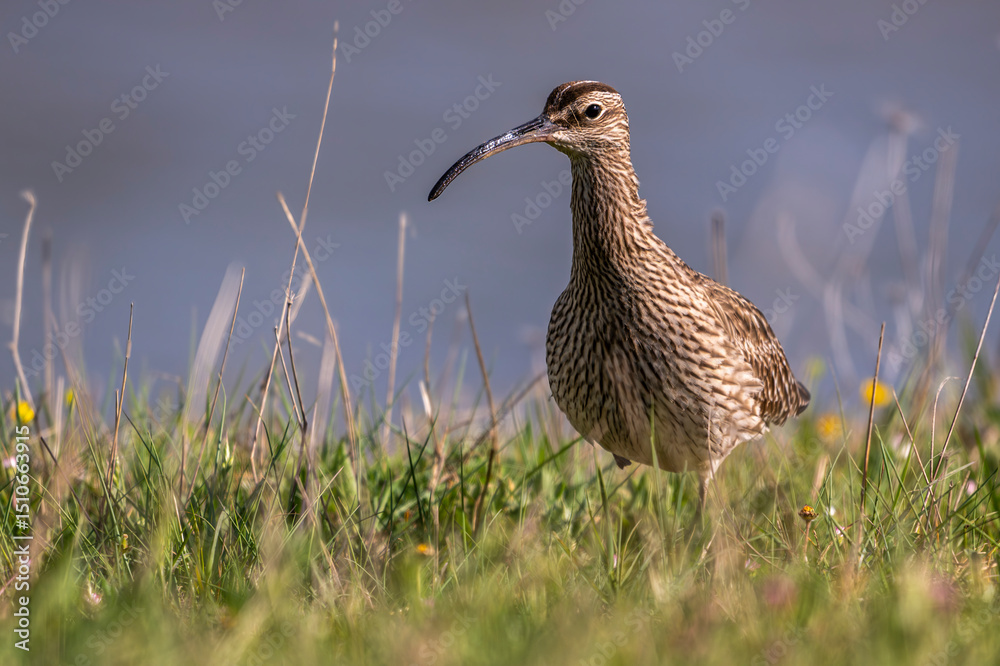 Courlis corlieu (Numenius phaeopus - Eurasian Whimbrel) Courlis corlieu (Numenius phaeopus - Eurasian Whimbrel)