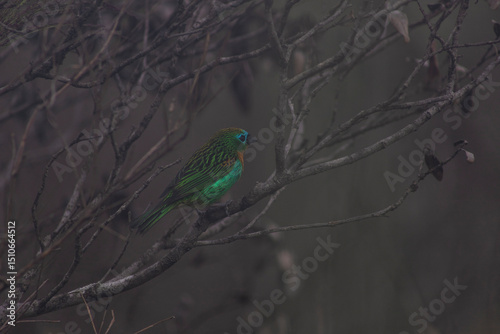 colorful bird nature exotic details natural biodiversity