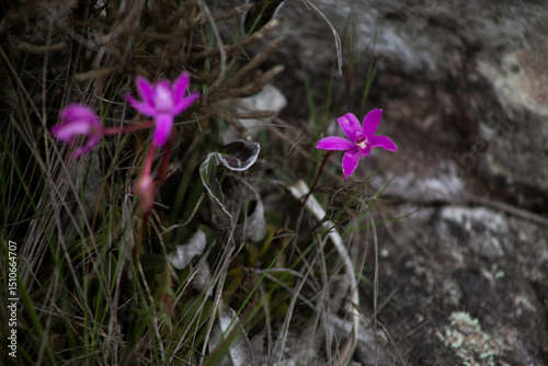 orchid close up violet flower natural native nature