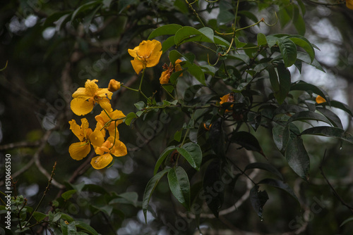 flower yellow close up biodiversity nature forest details