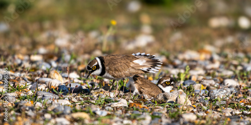 Parade et accouplement de petits gravelots