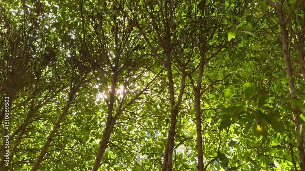 Wide shot of green trees and leaves overhead with sunbeam streaming through.