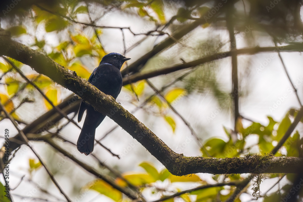 Obraz premium Large niltava (Niltava grandis) at Eaglenest WLS, Arunachal Pradesh, India