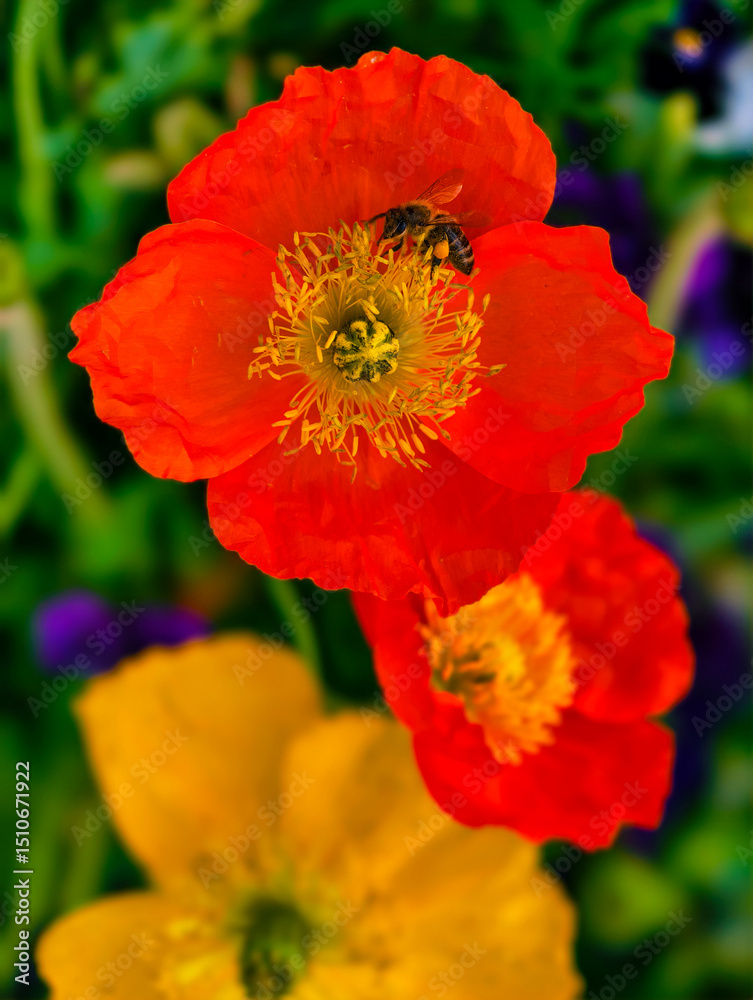 Obraz premium Striking Orange Poppy Flowers with a Bee. A Captivating Floral Display in a Colorful Garden Setting. Vertical Format Nature Background