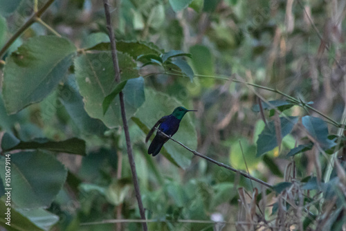 hummingbird bird colors green forest nature diversity 