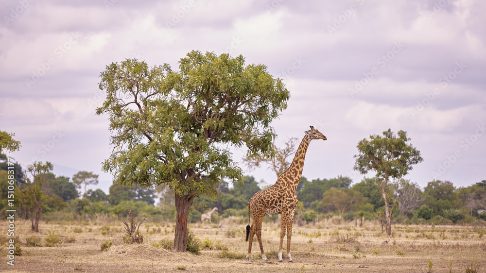 Obraz premium giraffe