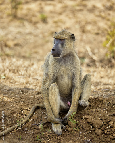 yellow baboon