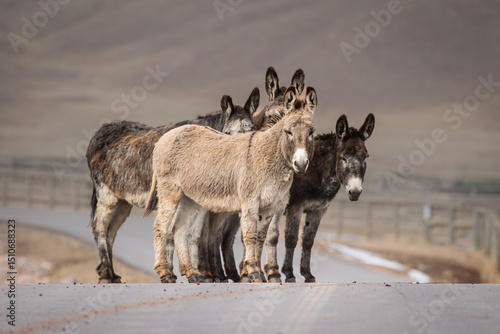 Wild Burros in a Group - Custer State Park - South Dakota