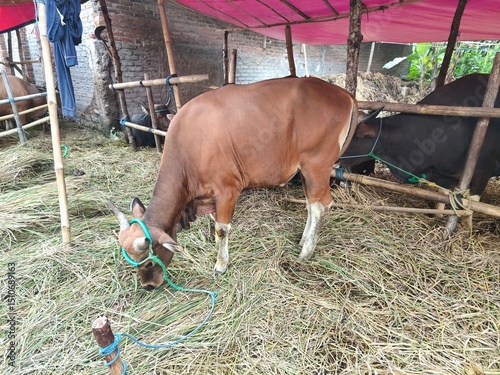 Cattle farming by providing feed in the pen. Cattle (Bos taurus) are large, domesticated, bovid ungulates widely kept as livestock. 