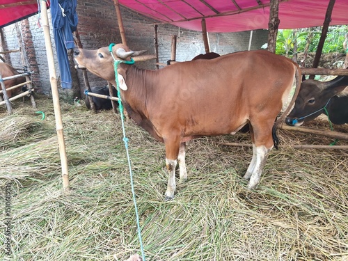 Cattle farming by providing feed in the pen. Cattle (Bos taurus) are large, domesticated, bovid ungulates widely kept as livestock. 