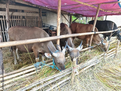 Cattle farming by providing feed in the pen. Cattle (Bos taurus) are large, domesticated, bovid ungulates widely kept as livestock. 