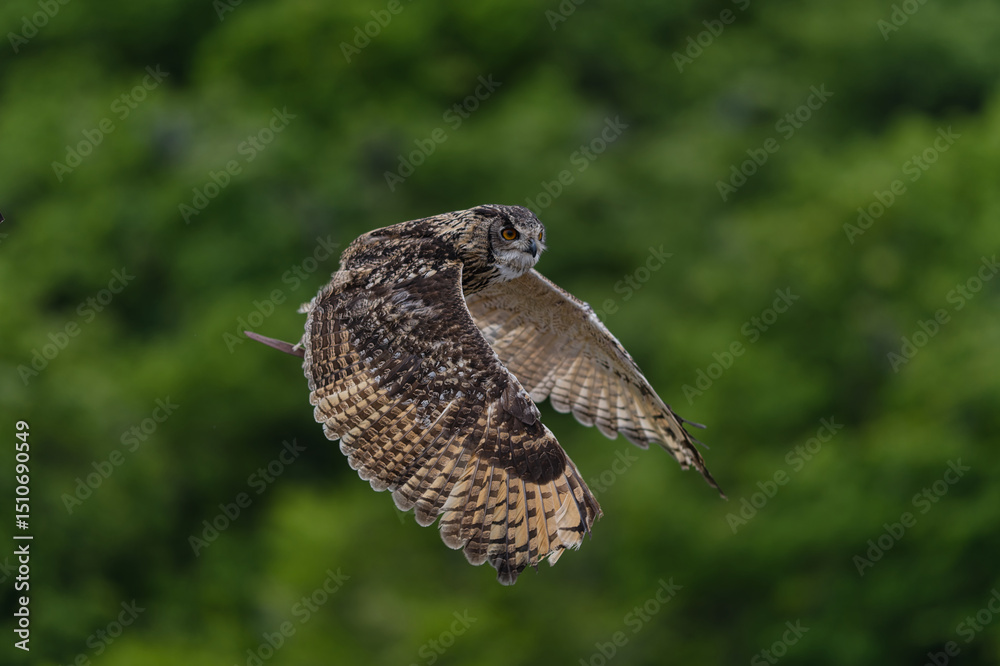 Fototapeta premium Hunting Owl in flight. Wildlife scene from wild green forest