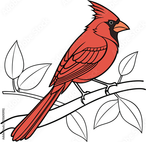 Cardinal bird coloring book page vector art