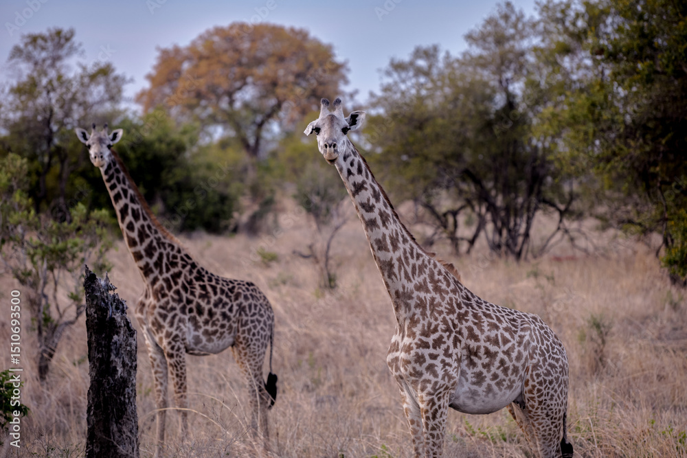 Obraz premium giraffe