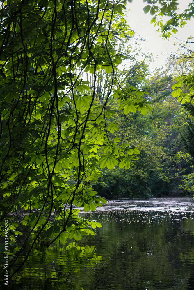 Fototapeta premium Falling Leaves Over River in Bushy Park, Dublin, Ireland