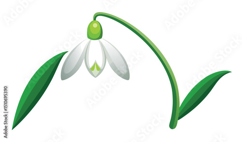 Single snowdrop flower illustration white background