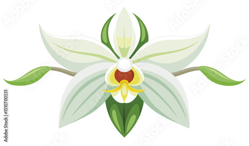 Elegant white orchid flower botanical illustration