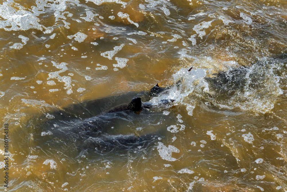 Fototapeta premium Lake Sturgeon Spawning At The Fox River Dam And Rapids At De Pere, Wisconsin, In Spring