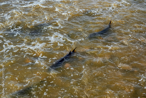 Lake Sturgeon Spawning At The Fox River Dam And Rapids At De Pere, Wisconsin, In Spring