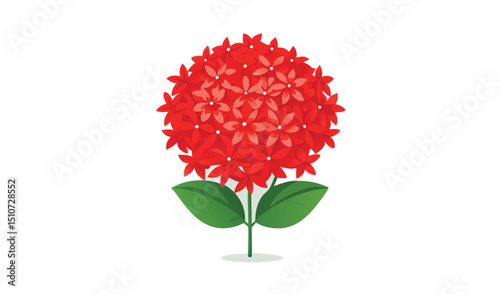 Red ixora flower cluster illustration