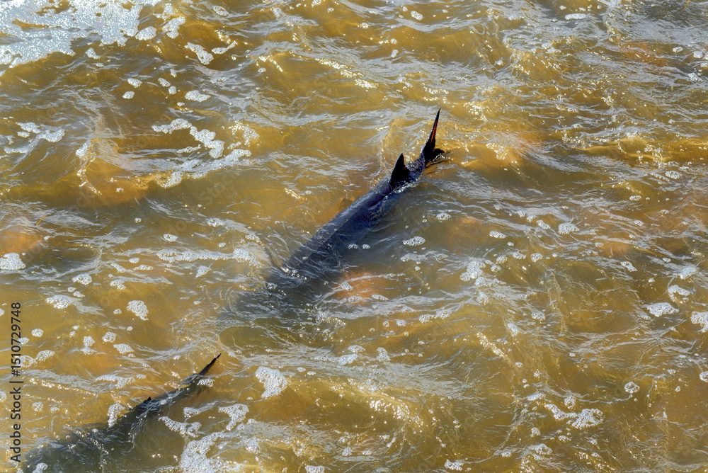 Fototapeta premium Lake Sturgeon Spawning At The Fox River Dam And Rapids At De Pere, Wisconsin, In Spring