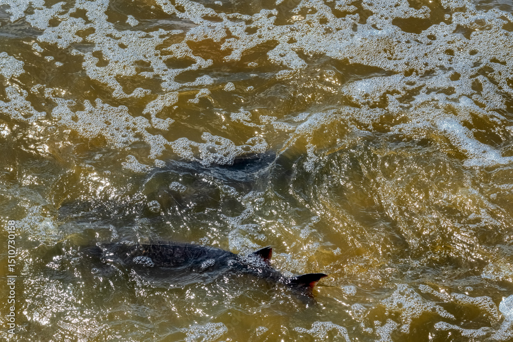 Obraz premium Lake Sturgeon Spawning At The Fox River Dam And Rapids At De Pere, Wisconsin, In Spring
