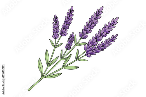 Lavender sprigs illustration with purple flowers and green leaves isolated on white