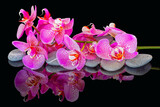 Orchid. Reflection in a black mirror.	
