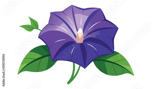 Single purple morning glory flower with green leaves